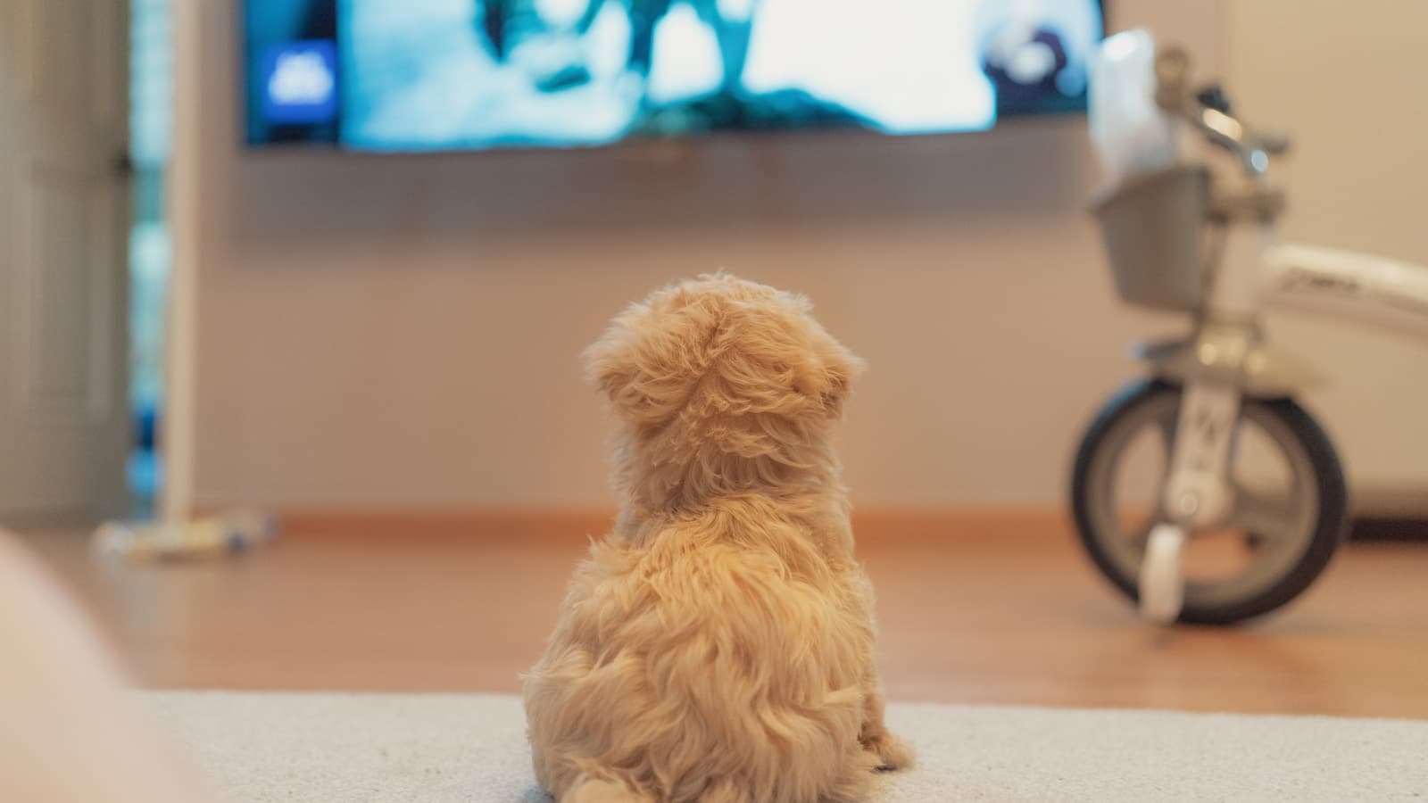 Finding a Reliable Cheap IPTV Service: What You Need to Know